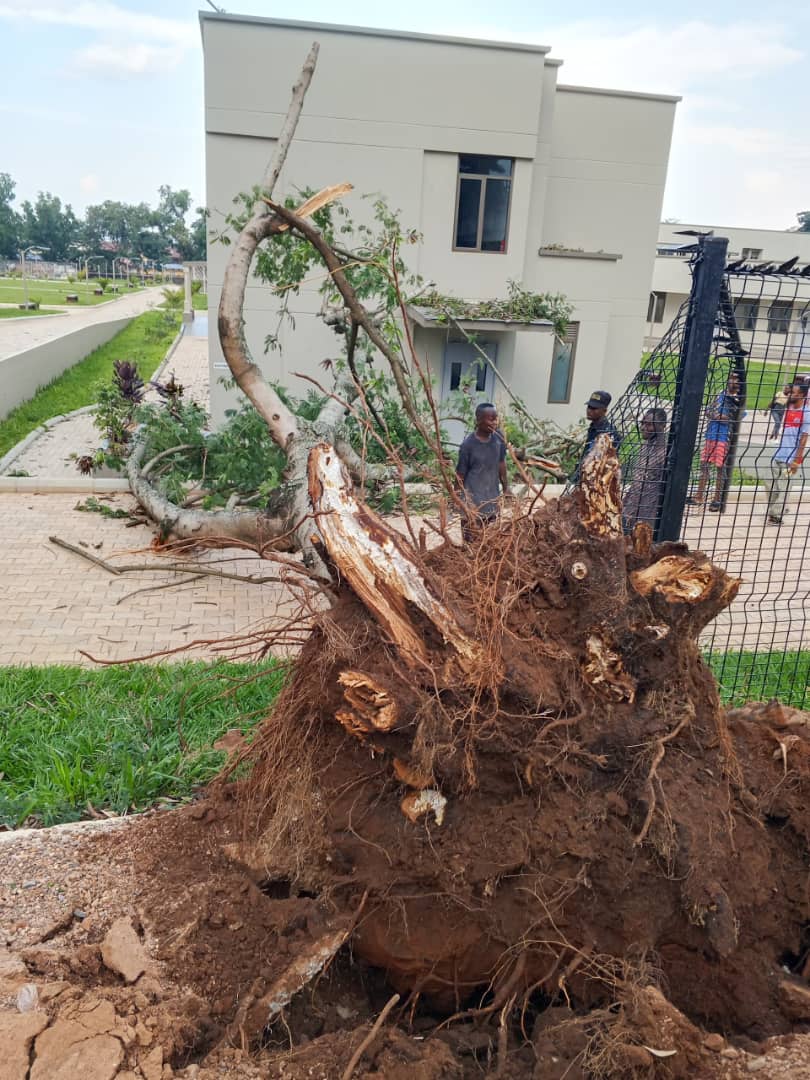 Kasaï Oriental : Université Officielke de Mbujimayi, un arbre s&rsquo;écroule et endommage la clôture